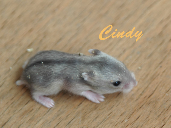 Cindy